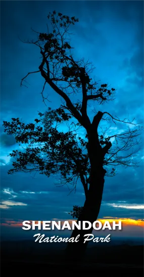 Shenandoah National Park 2"x3" Photo Magnet - Blue Tree